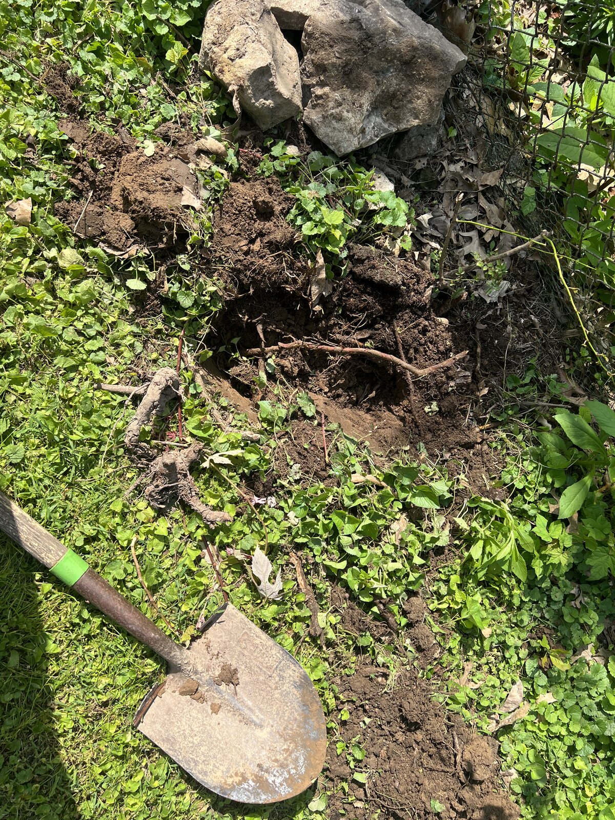 Roots dug from a garden