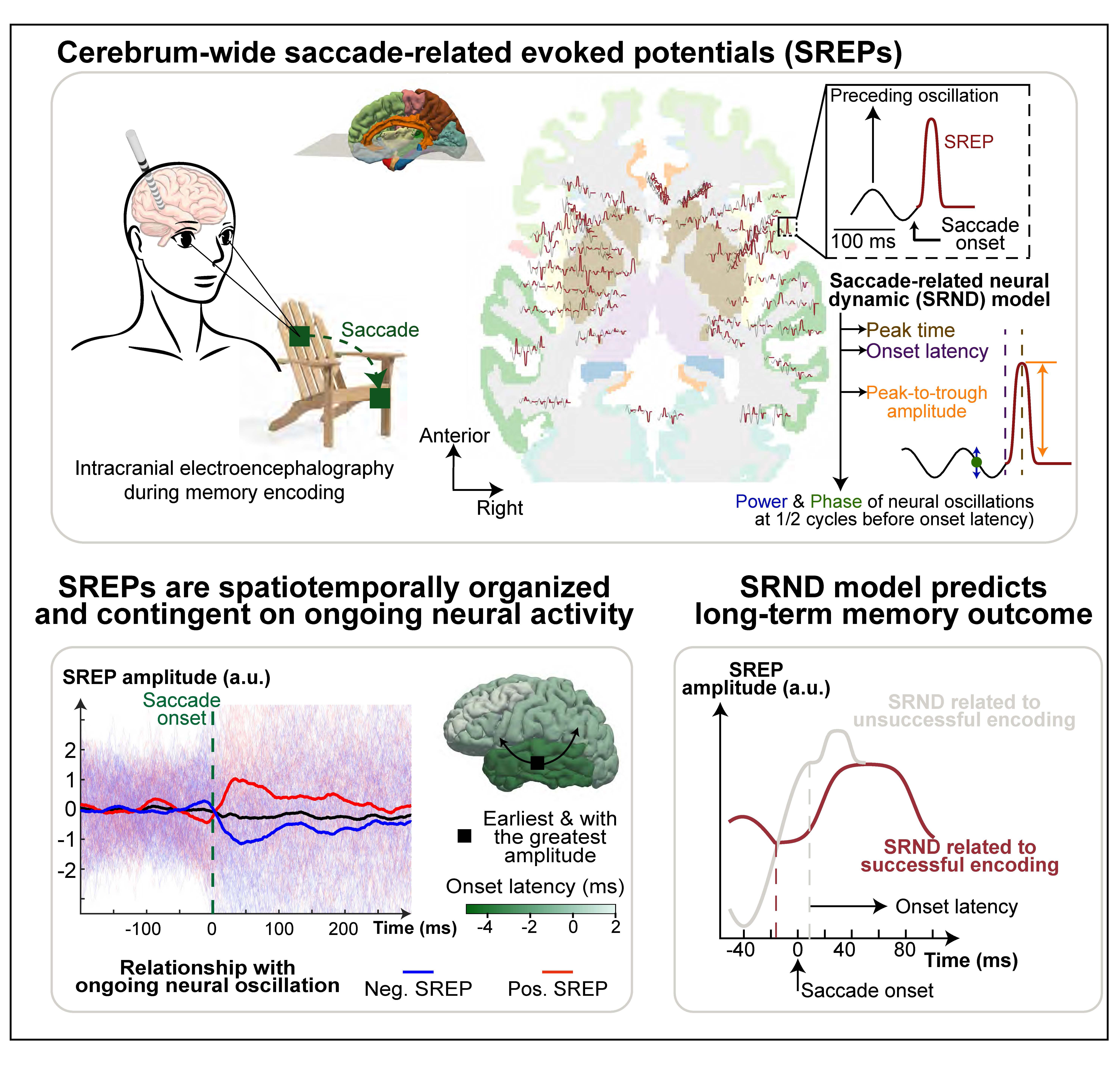 Graphical abstract showing brain-body coupling during memory encoding